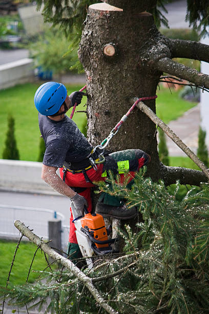 Best Lawn Disease Treatment  in Connellsville, PA